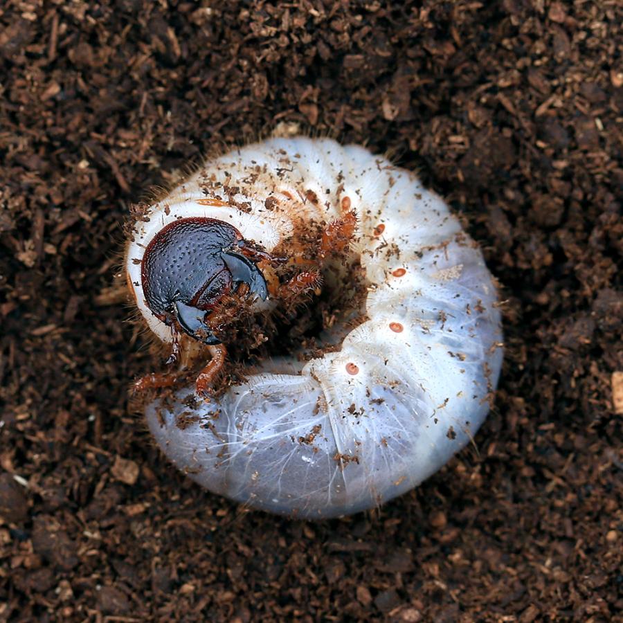 カブトムシの幼虫　50匹セット 2026年発送分 先行予約 】 カブトムシ 幼虫 観察セット 2026年4月から