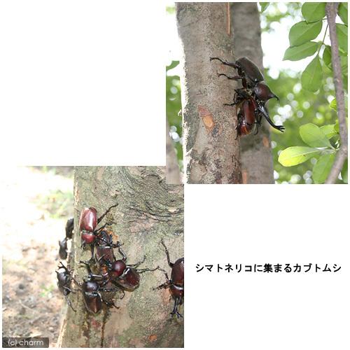 昆虫）国産カブトムシ 幼虫（2〜3令）（12匹） 北海道・九州航空便
