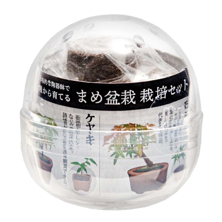 聖新陶芸　育てるカプセル　ＧＲＥＥＮ　ＣＡＰＳＵＬＥ　栽培セット　おまかせミニ盆栽｜chanet