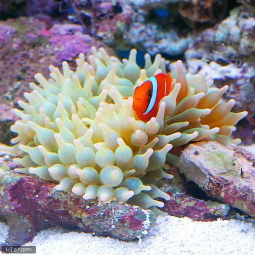 チャーム（charm） （海水魚）サンゴイソギンチャク Mサイズ（2匹