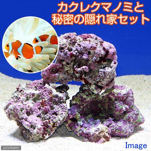 海水魚 カクレクマノミ てなグッズや ２匹 と秘密の隠れ家 九州航空便要保温 北海道 海外 １セット