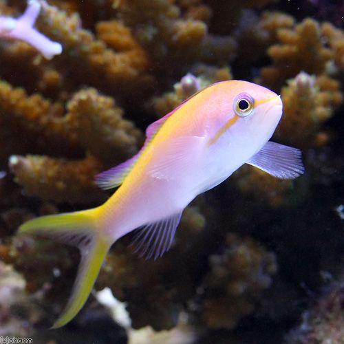 （海水魚）スレッドフィンアンティアス（３匹）　北海道・九州航空便要保温