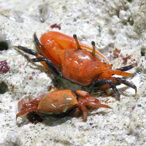 ロルカナ　マーリン　マダムミム　ウサギ　キツネ　ヘビ　ヤギ　カニ Amazon.co.jp: ロルカナTCG 52/204・JA・2 マーリン ウサギ