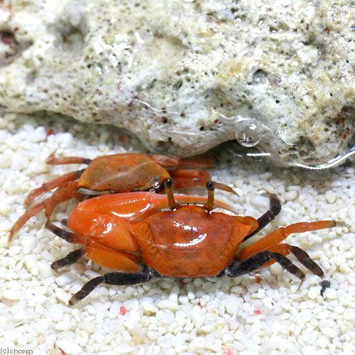 海水魚）カニ ベニシオマネキ ペア（1ペア） 北海道・九州航空便要