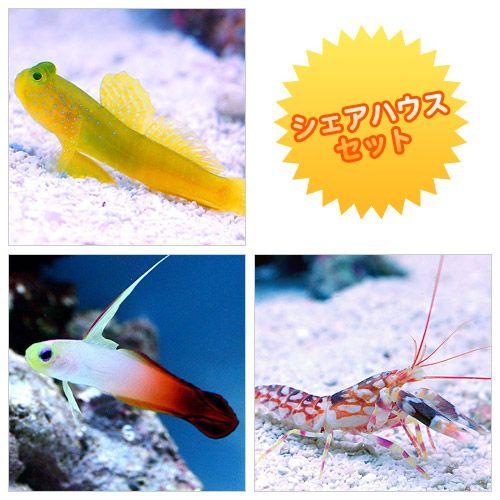 送料無料 当日発送可能 海水魚 エビ シェアハウスセットａ ギンガハゼ