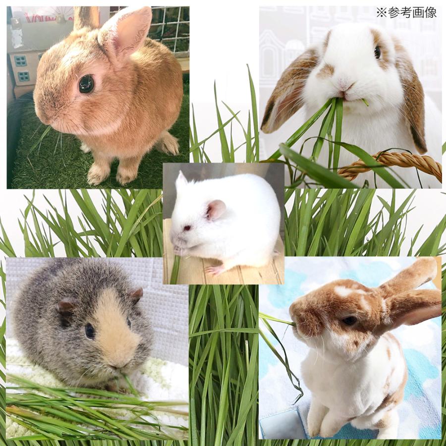Leaf Corp （観葉植物）国産 とれたて生牧草 イタリアンライグラス