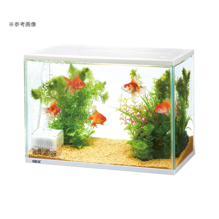 金魚の飼い方 必要なものから水槽設置方法 餌 産卵までを解説 東京アクアガーデン