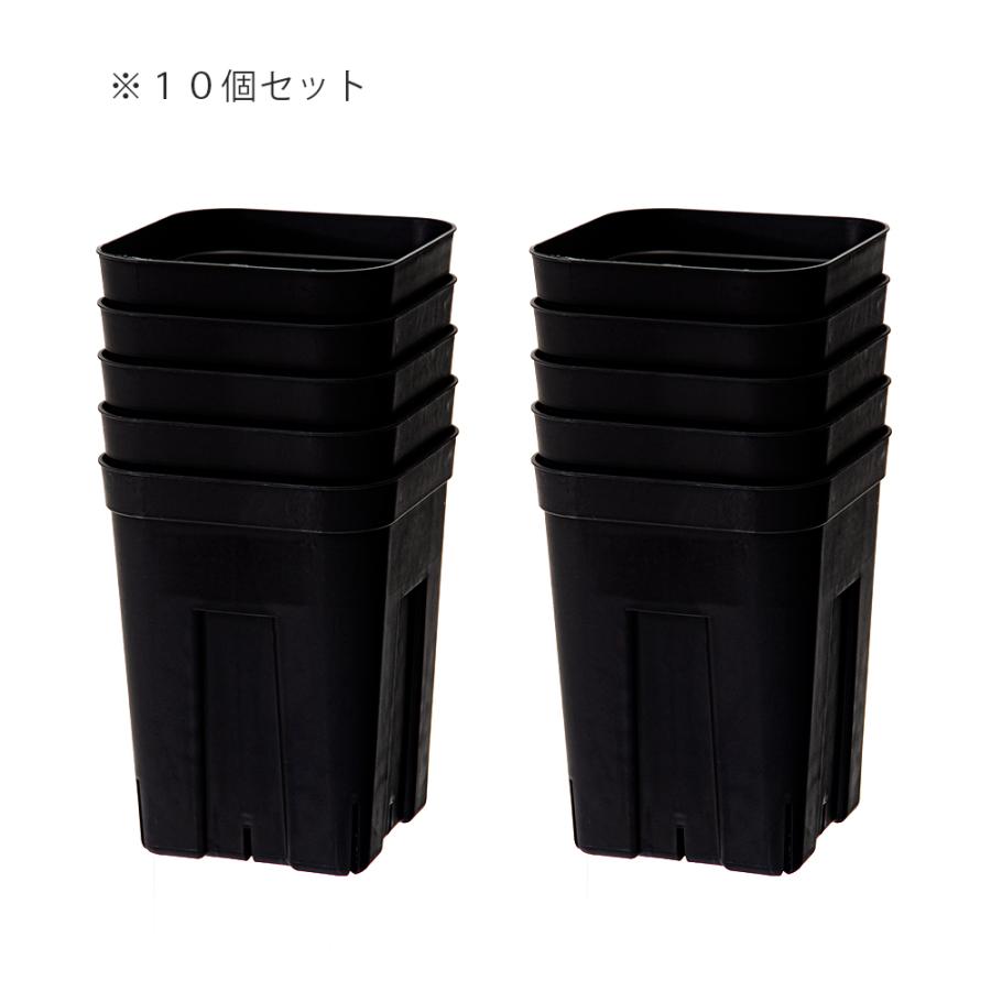 プレステラ 120深型 黒 10個セット スリット鉢 ハオルチア エケベリア|chanet|02