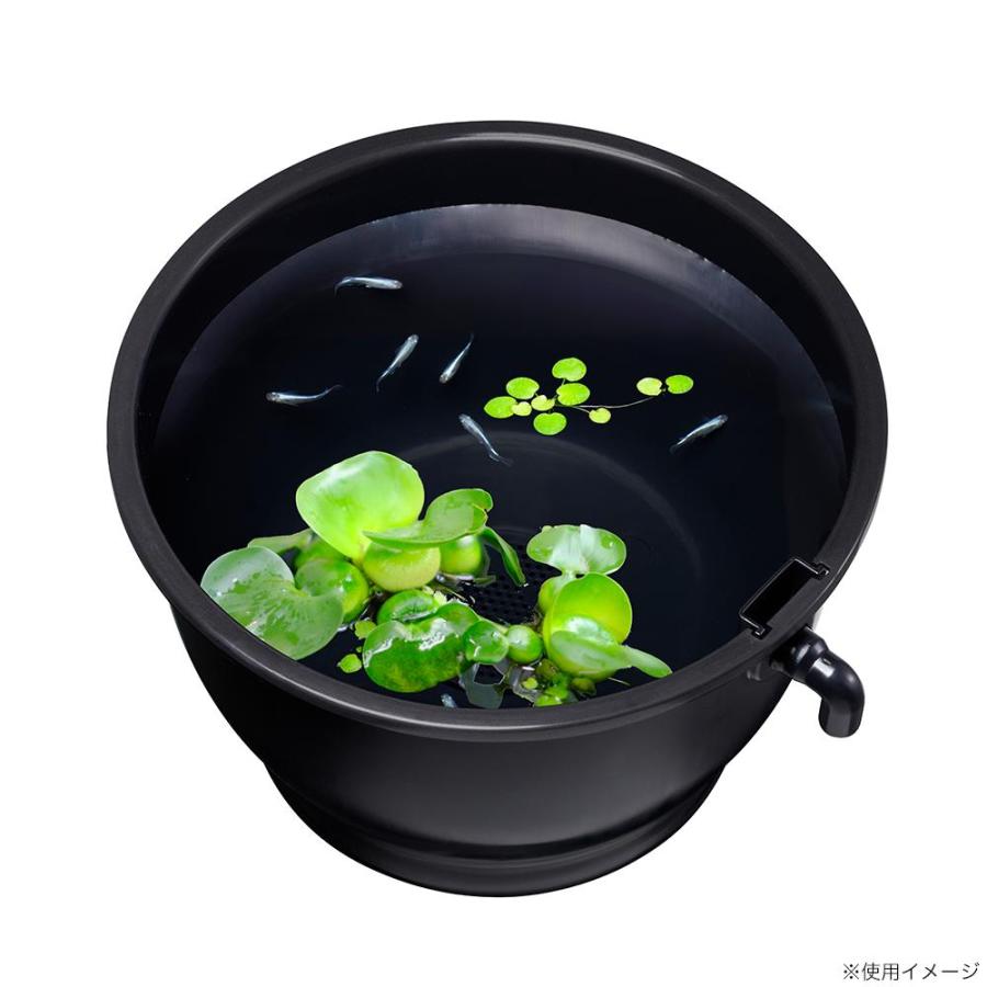 テトラ じょうろでキレイメダカ鉢特集| チャーム
