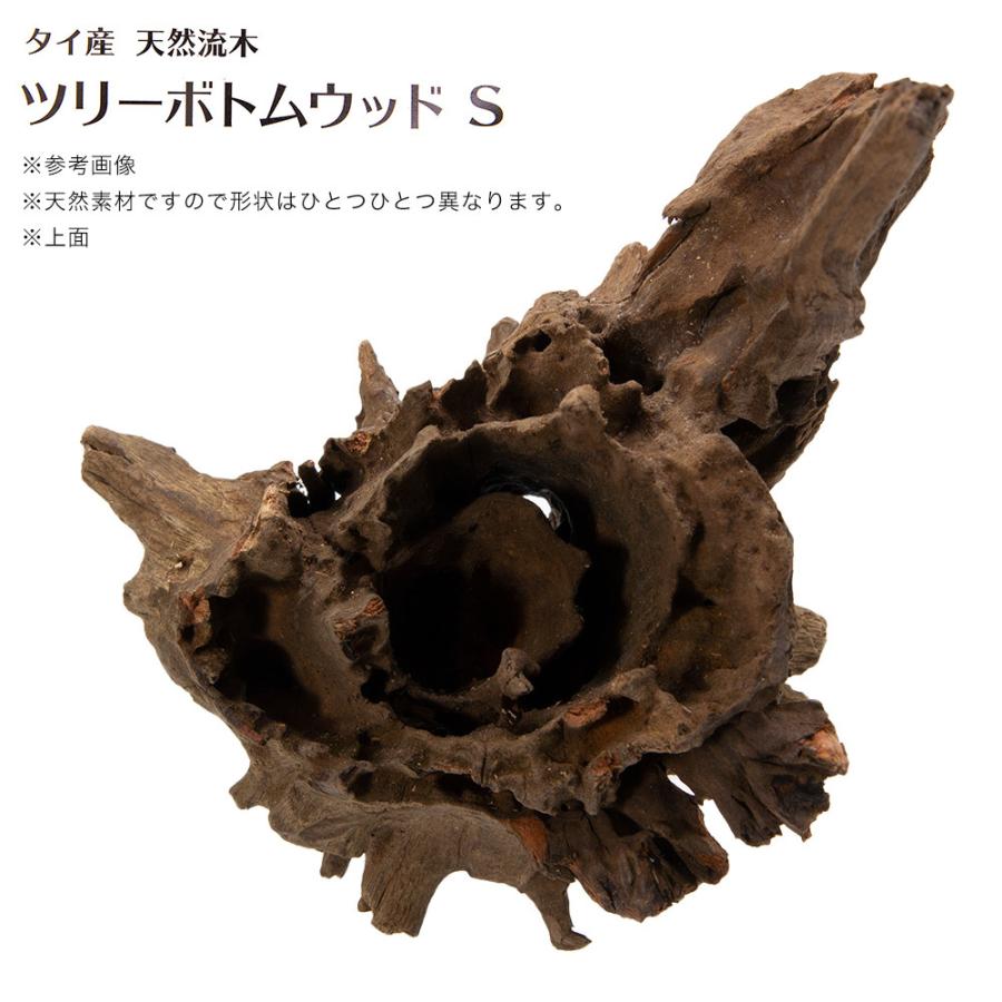 カミハタ タイ産天然流木 ツリーボトムウッド S 15×13×15cm