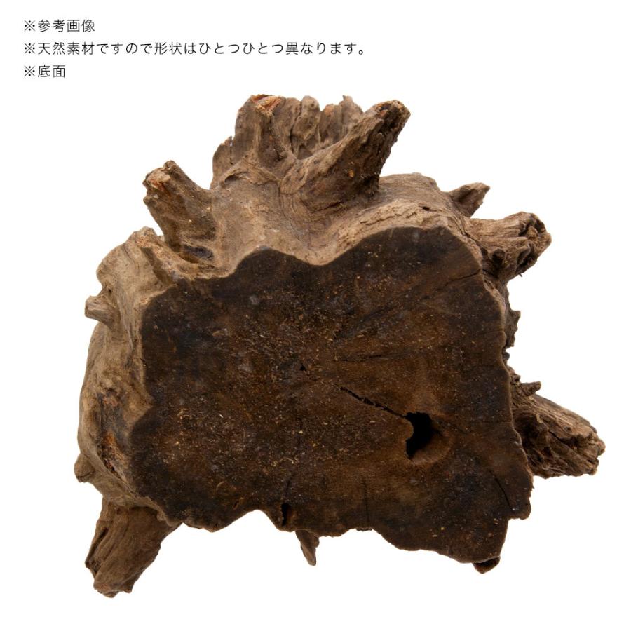 カミハタ タイ産天然流木 ツリーボトムウッド S 15×13×15cm