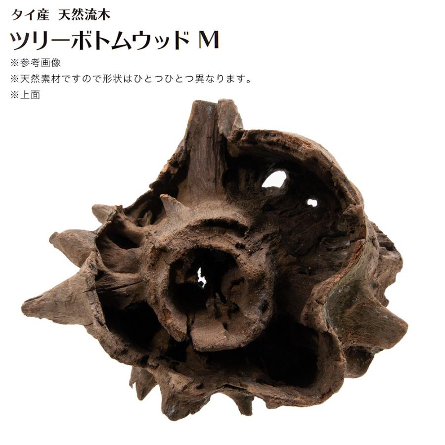 カミハタ タイ産天然流木 ツリーボトムウッド M 18×15×18cm