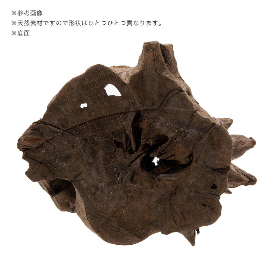 カミハタ タイ産天然流木 ツリーボトムウッド M 18×15×18cm