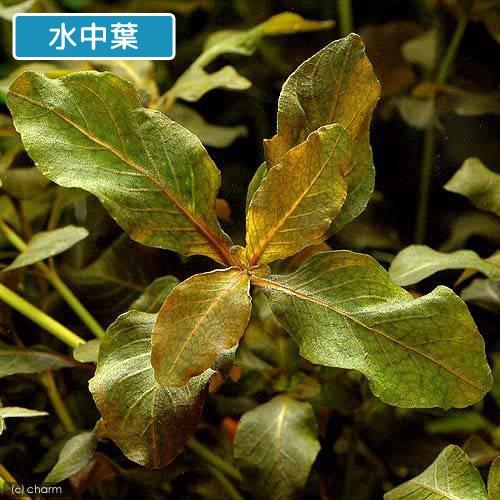 チャーム（charm） （水草）ハイグロフィラsp．ダークブラウン タイ