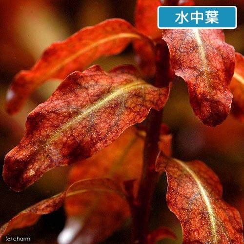 チャーム（charm） （水草）ルドウィジア セネガレンシス（水上葉