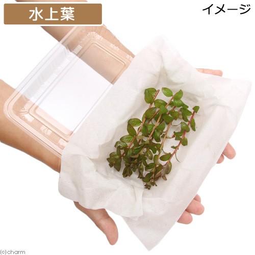 チャーム（charm） （水草）ルドウィジア セネガレンシス（水上葉