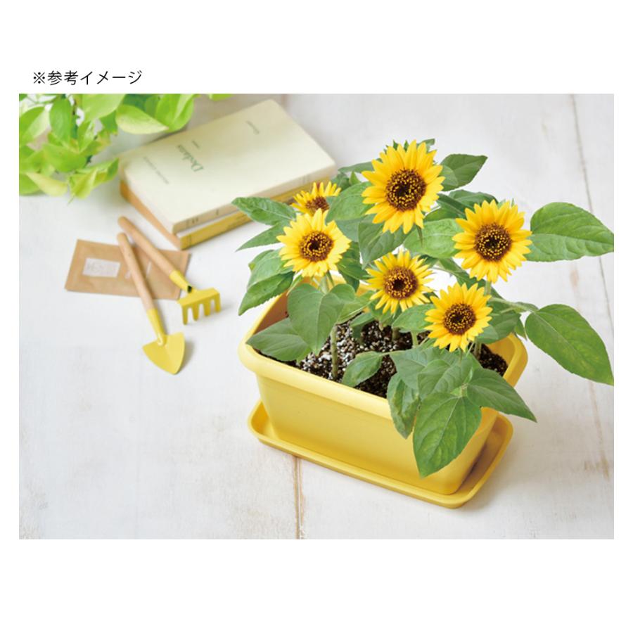 聖新陶芸 ENJOY PLANTER FLOWER MINI