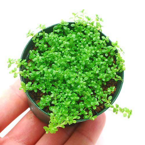 チャーム（charm） （水草）鉢植え キューバパールグラス（水上葉