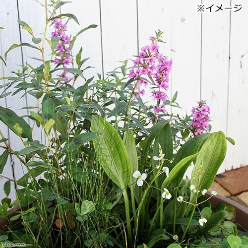 （ビオトープ）水辺植物　ビオトープレイアウトセット　アサザ＋水辺植物３種　あぜなみ付　本州四国限定　お一人様１点限り｜chanet｜02