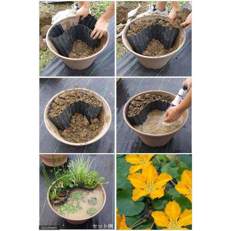 (ビオトープ)水辺植物 アサザ 夕日 おまかせレイアウトセット(4種)あぜなみ25cm×180cm付 沖縄不可 お一人様1点限り|チャーム charm PayPayモール店|02