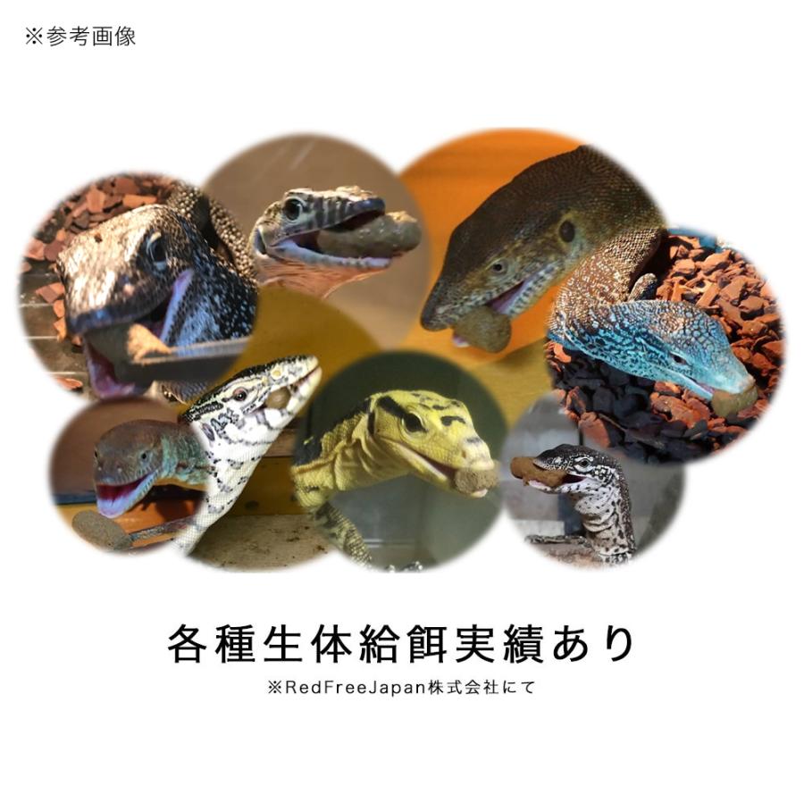 RepFeedJapan MonitorFeed モニターフィード