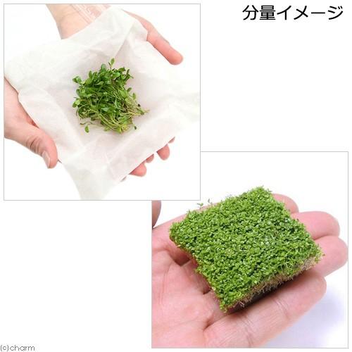 水草 前景草 無農薬 ２種セット グロッソスティグマ 半パック分 キューバパールグラス キューブｌ １個 チャーム Charm Paypayモール店 通販 Paypayモール
