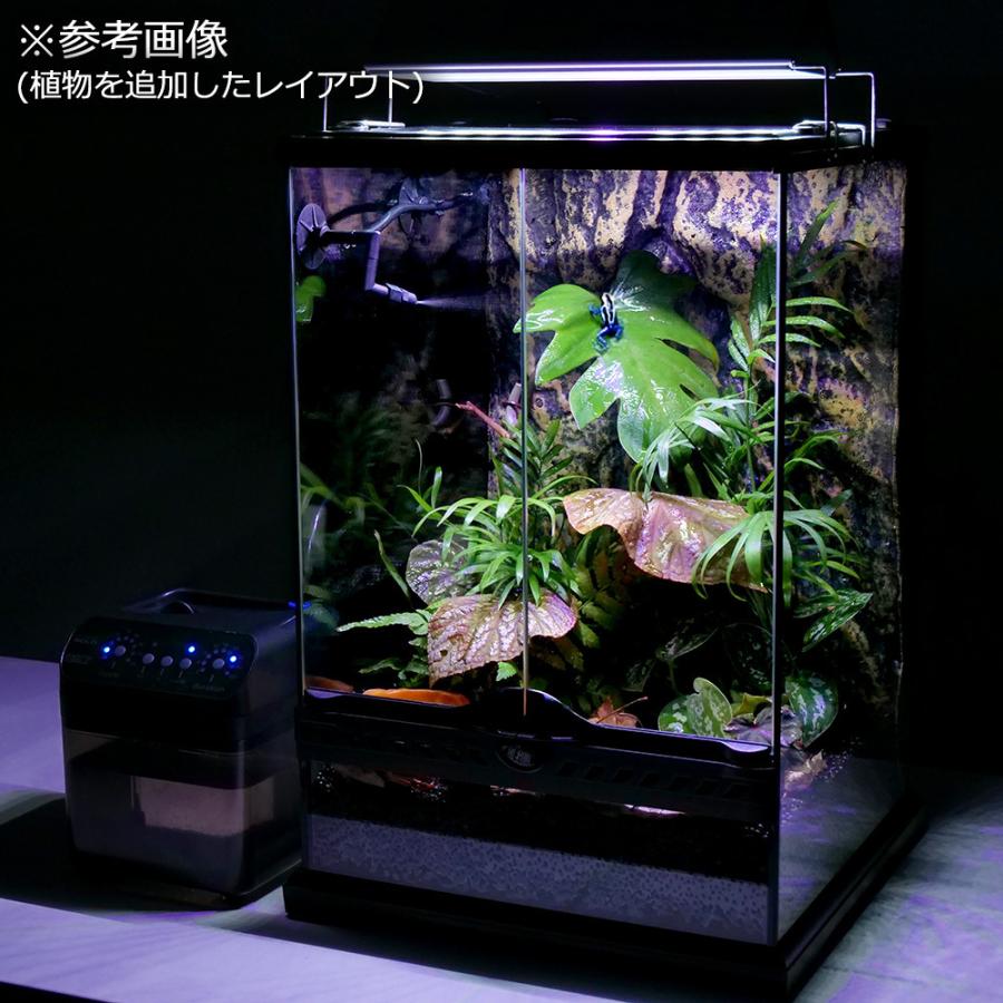 （観葉植物）ヤドクガエル　飼育セット　お一人様２点限り｜chanet｜03