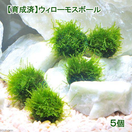 チャーム（charm） （水草）☆育成済☆ ウィローモス ボール（水中葉