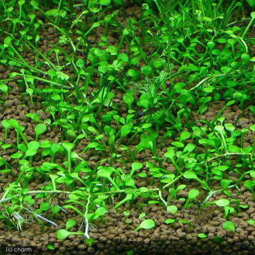 （水草）鉢植え　クレナタ　ウォータークローバー（インボイス）（水上葉）（無農薬）（３鉢） | チャーム（ペット）