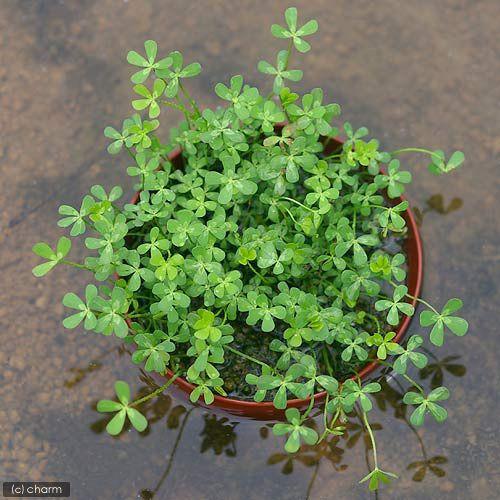 （水草）鉢植え　クレナタ　ウォータークローバー（インボイス）（水上葉）（無農薬）（３鉢） | チャーム（ペット） | 01