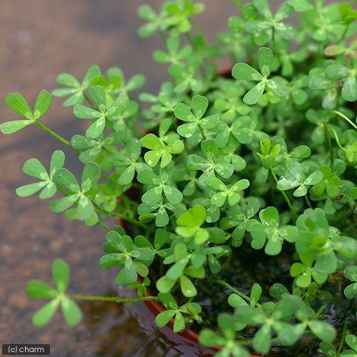 （水草）鉢植え　クレナタ　ウォータークローバー（インボイス）（水上葉）（無農薬）（３鉢） | チャーム（ペット） | 02