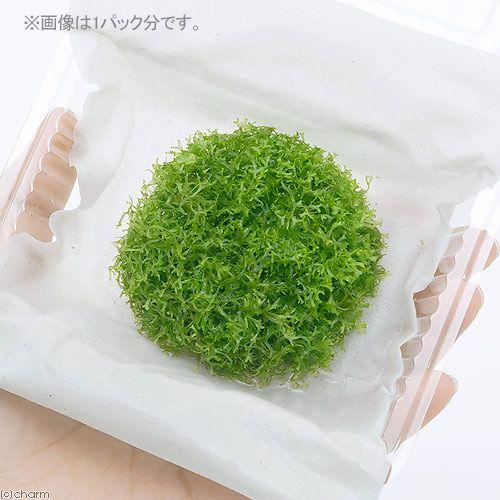 チャーム（charm） （水草）ラージリシア（水中葉）（無農薬）（3