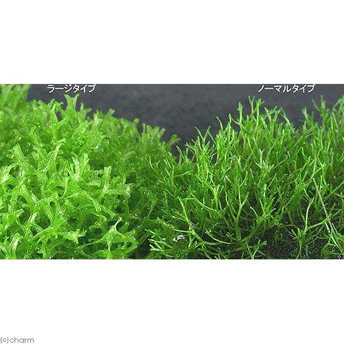 チャーム（charm） （水草）ラージリシア（水中葉）（無農薬）（3