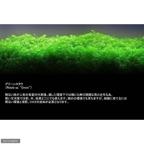 最大74 オフ 水草 グリーンロタラ 水中葉 無農薬 ２０本 Kanoonostadan Ir
