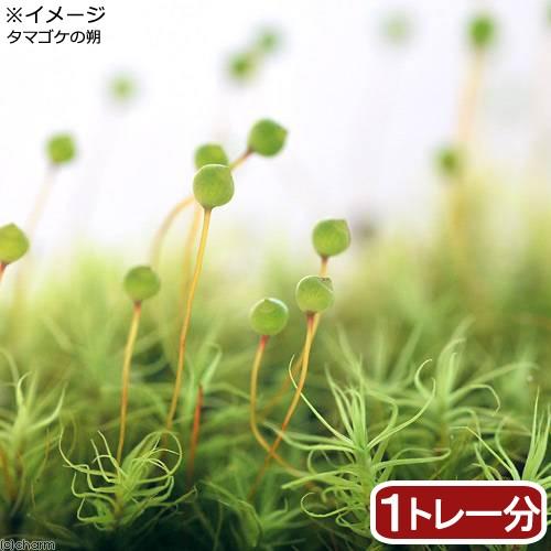 観葉植物 苔 半トレー タマゴケ トレー１枚分 ３６ ２７ｃｍ