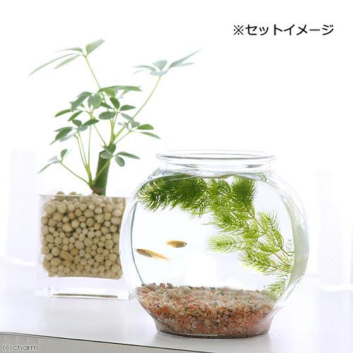 チャーム(ペット) (めだか)(水草)おしゃれなガラス製 チャーム(ペット) (めだか)(水草)おしゃれなガラス製