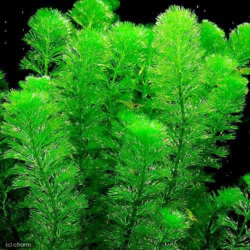 水草 カボンバシルバーグリーン 無農薬 ６本 チャーム Charm Paypayモール店 通販 Paypayモール