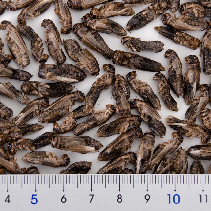 コオロギ 乾燥イエコオロギ 成虫 50g 爬虫類 エサ ハウスクリケット