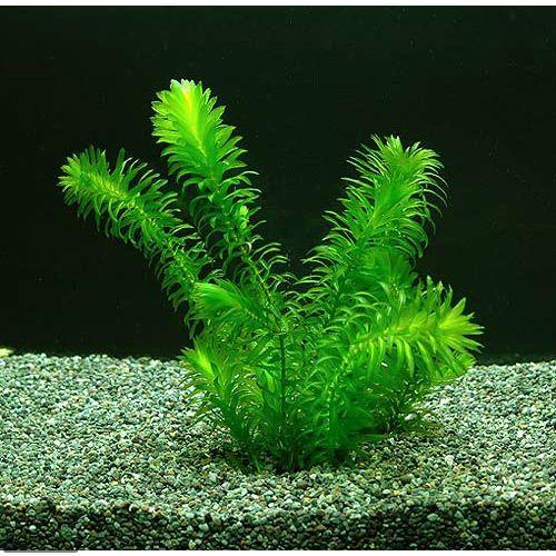 チャーム（charm） （水草）メダカ・金魚藻 エサ用アナカリス（50本