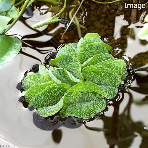 浮草）オオサンショウモ（無農薬）（15株） : チャーム charm ヤフー