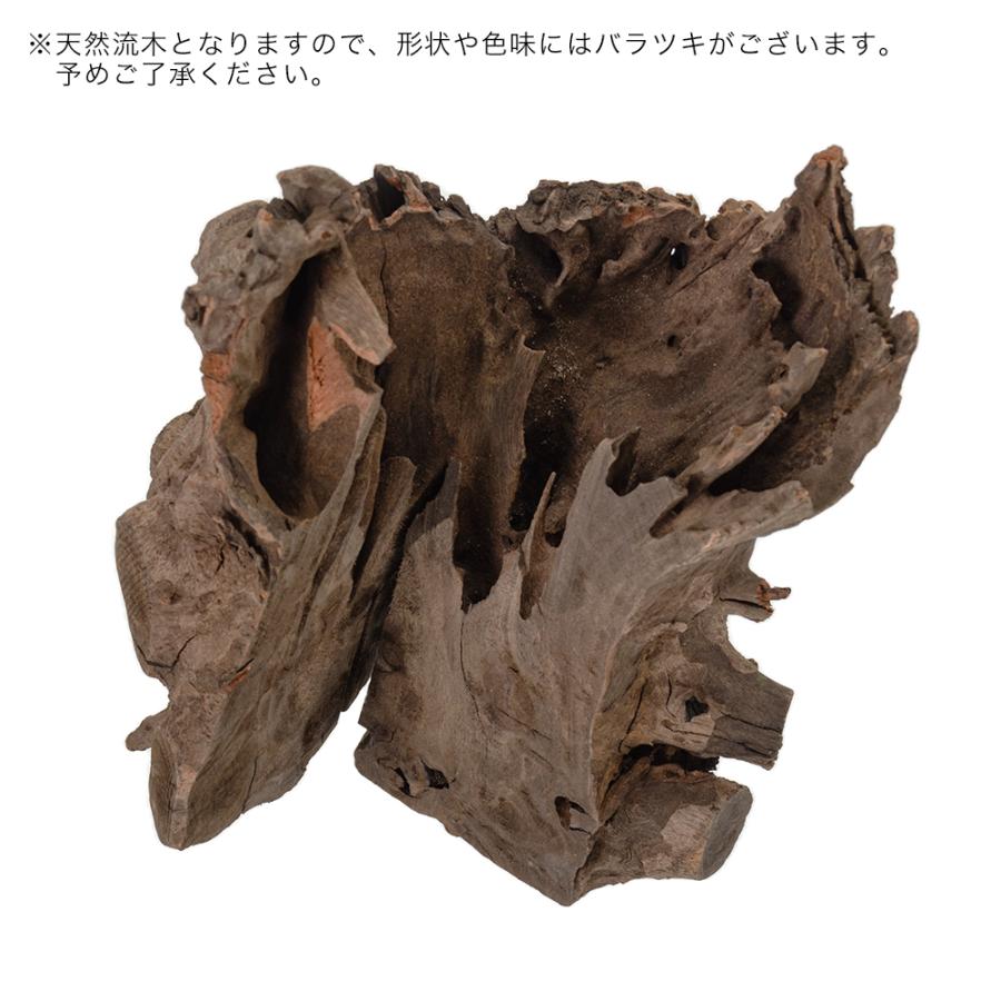 カミハタ タイ産天然流木 ハーフツリーボトムウッド S 約13×12