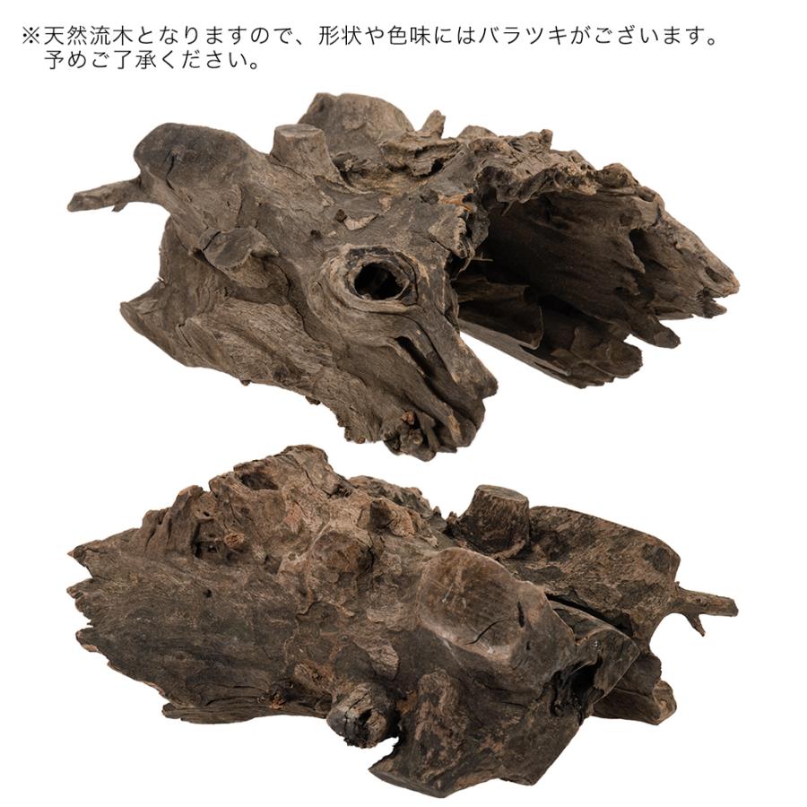 カミハタ タイ産天然流木 ハーフツリーボトムウッド S 約13×12