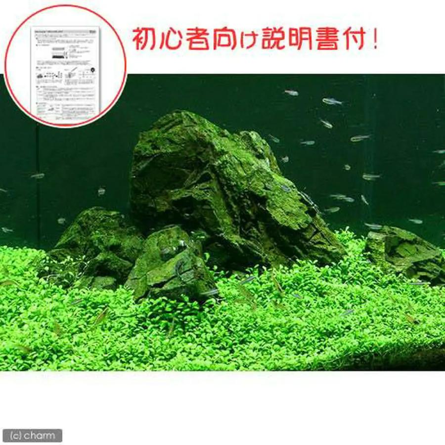 （水草）初心者向け説明書付　グロッソスティグマ（水中葉）（無農薬）（１０パック分）