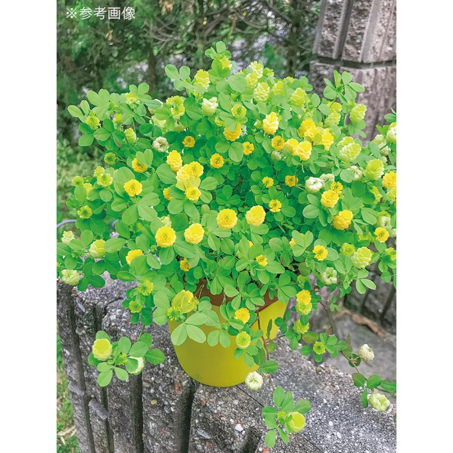 最大43 Offクーポン 聖新陶芸 シアワセの黄色の花咲くクローバー栽培セット1 000円 Argentinospasion Com Ar