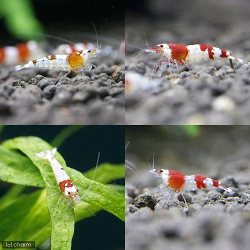 チャーム（charm） （エビ）無選別 レッドビーシュリンプ（20匹）＋