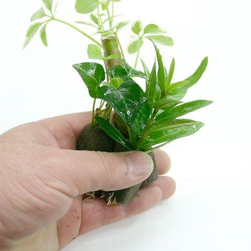 チャーム（ペット） （観葉植物）ミニ観葉 おまかせオアシス苗