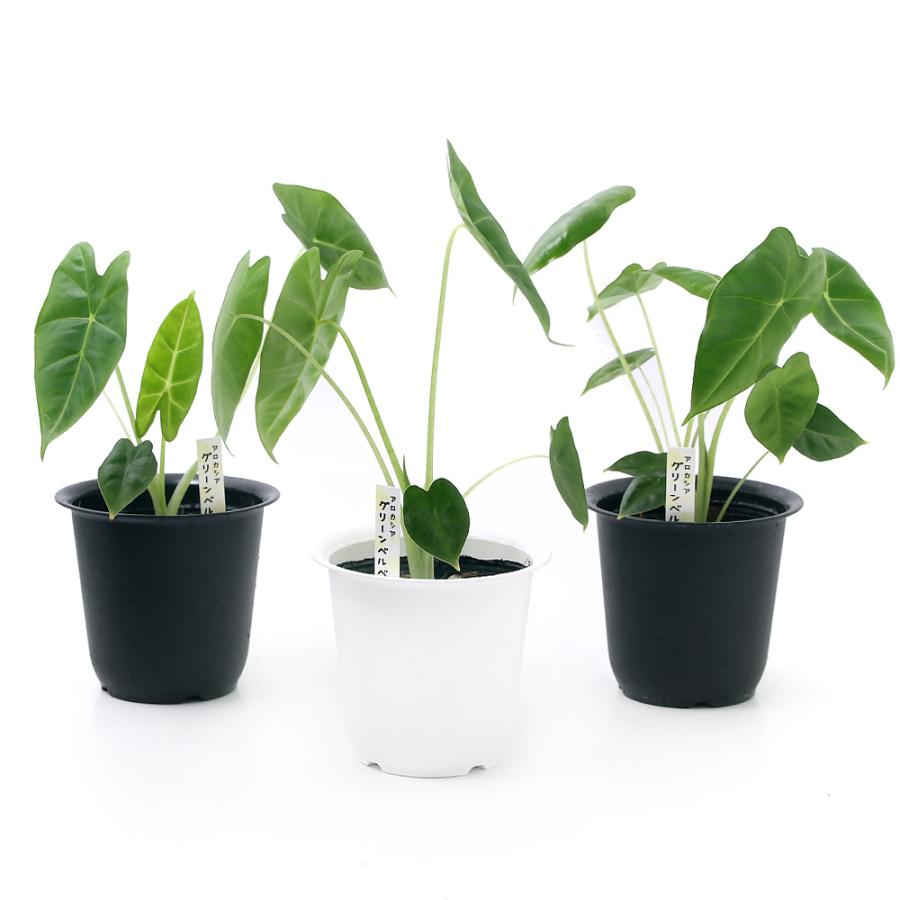 観葉植物）アロカシア グリーンベルベット 3．5〜4号（3鉢