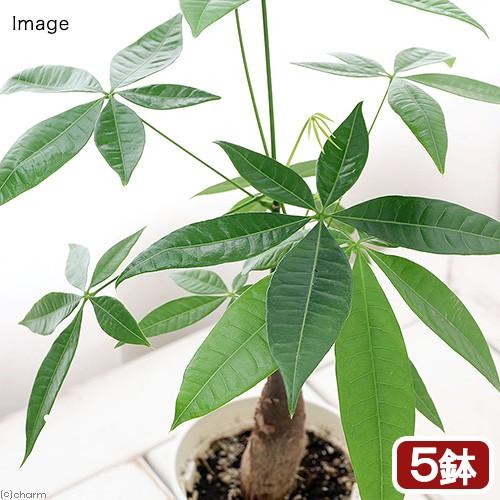 パキラの実　33個 パキラの実 33個 パキラの実 33個 パキラの実 33個 パキラ