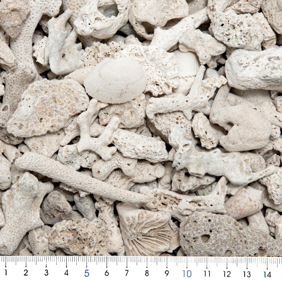 ジュン JUN 極上サンゴ NO．25 5kg サンゴ砂 : チャーム