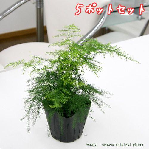 観葉植物 アスパラガス ナナス ３号 ５ポットセット 247 チャーム Charm ヤフー店 通販 Yahoo ショッピング